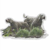 Weimaraner, "Grijze Geest" Sticker (Voorkant)
