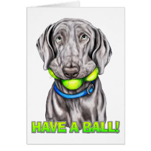 Weimaraner heeft een bal