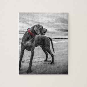 Weimaraner hond legpuzzel
