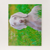 Weimaraner Hond Legpuzzels. Legpuzzel (Verticaal)