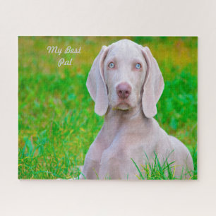 Weimaraner Hond Legpuzzels. Legpuzzel