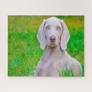 Weimaraner hond legpuzzels. legpuzzel