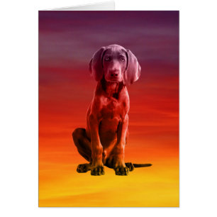 Weimaraner hond zittend op het strand