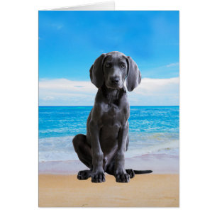 Weimaraner hond zittend op het strand