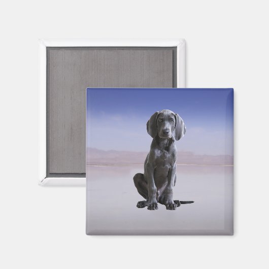 Weimaraner hond zittend op het strand magneet (Voorkant / Achterkant)