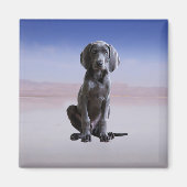 Weimaraner hond zittend op het strand magneet (Voorkant)