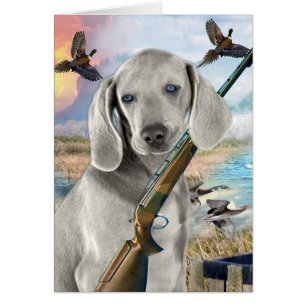 Weimaraner Hunts