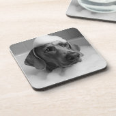 Weimaraner in bad met bellen op zijn hoofd bier onderzetter (Linkerzijde)