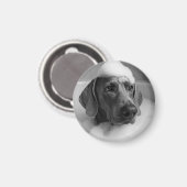 Weimaraner in bad met bellen op zijn hoofd magneet (Voorkant / Achterkant)