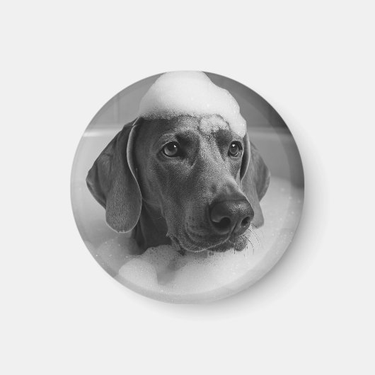 Weimaraner in bad met bellen op zijn hoofd magneet (Voorkant)