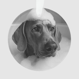 Weimaraner in bad met bellen op zijn hoofd ornament