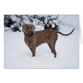 Weimaraner in de winter (Voorkant Horizontaal)