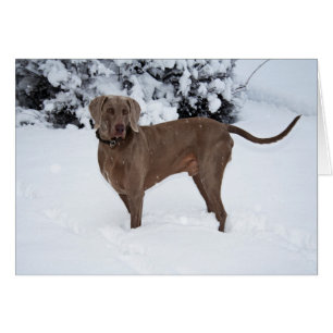 Weimaraner in de winter