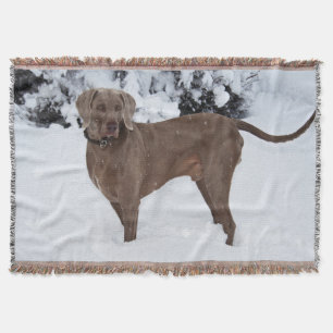 Weimaraner in de winter deken