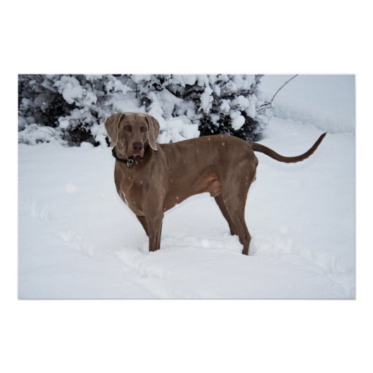 Weimaraner in de winter poster (Voorkant)
