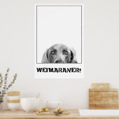 Weimaraner in een doos Poster (Keuken)