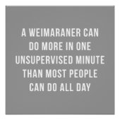 Weimaraner in een klein perfect Poster (Voorkant)