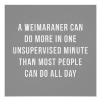 Weimaraner in een klein perfect Poster