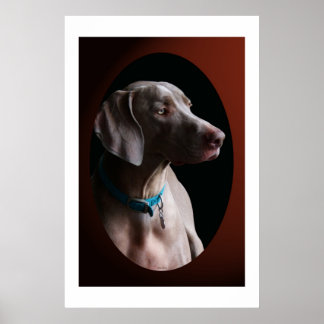 Weimaraner in het ochtendlicht poster