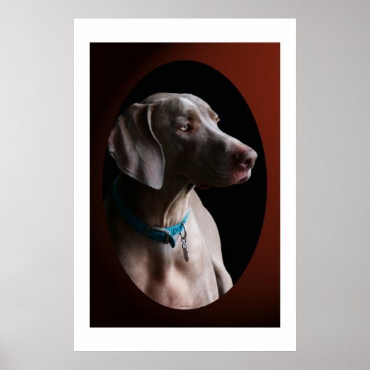 Weimaraner in het ochtendlicht poster (Voorkant)