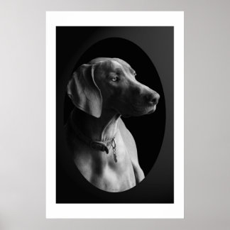 Weimaraner in het ochtendlicht (zwart-wit) poster