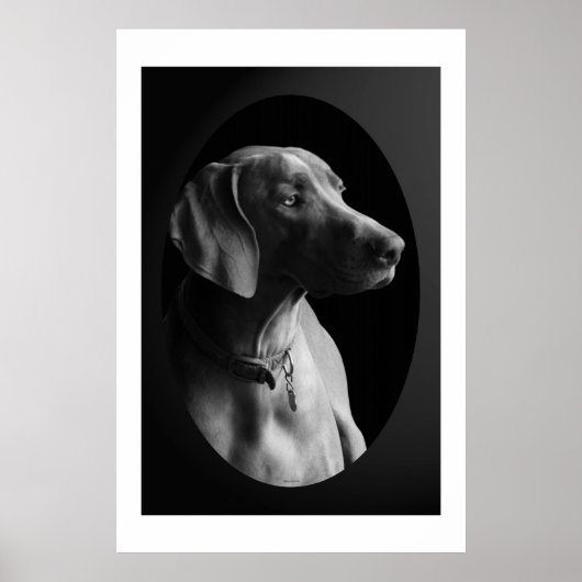 Weimaraner in het ochtendlicht (zwart-wit) poster (Voorkant)