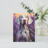 Weimaraner in Lavender veld Briefkaart (Staand voorkant)