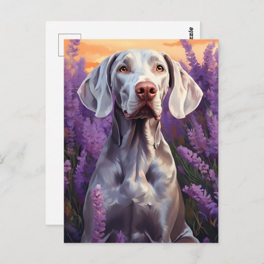 Weimaraner in Lavender veld Briefkaart (Voorkant / Achterkant)