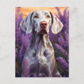 Weimaraner in Lavender veld Briefkaart (Voorkant)