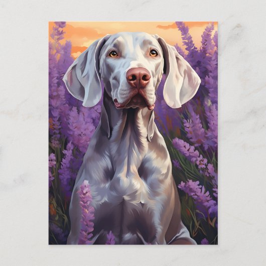 Weimaraner in Lavender veld Briefkaart (Voorkant)