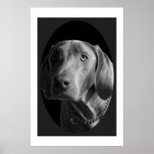 Weimaraner - Intense (zwart-wit) Poster (Voorkant)