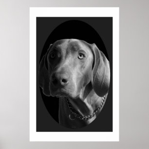 Weimaraner - Intense (zwart-wit) Poster