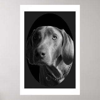 Weimaraner - Intense (zwart-wit) Poster