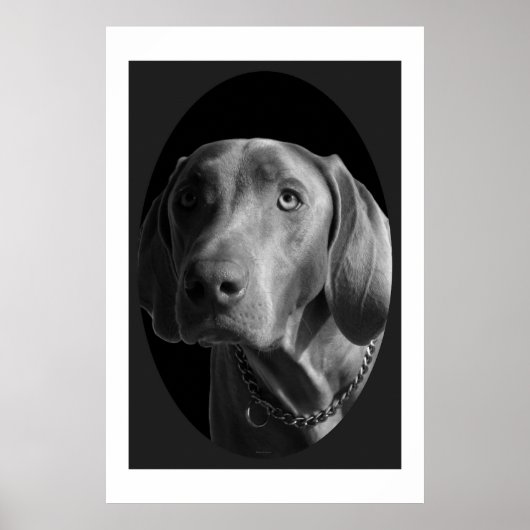 Weimaraner - Intense (zwart-wit) Poster (Voorkant)