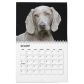 Weimaraner Kalender (Mar 2027)