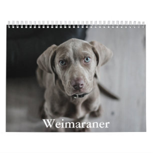 Weimaraner Kalender