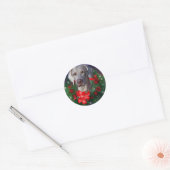 Weimaraner-kerstcadeautjes Ronde Sticker (Envelop)
