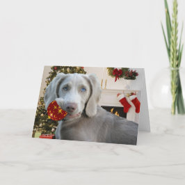 Weimaraner Kerstgroeten Feestdagen Kaart