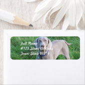 Weimaraner Lovers Mailing Labels (Insitu)
