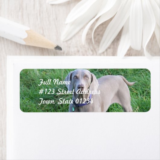 Weimaraner Lovers Mailing Labels (Insitu)
