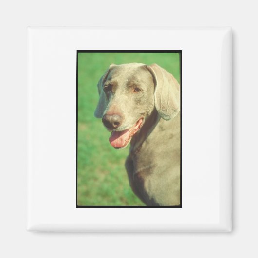 Weimaraner Magneet (Voorkant)