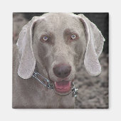 Weimaraner Magneet (Voorkant)