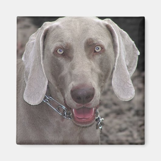 Weimaraner Magneet (Voorkant)