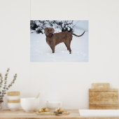Weimaraner Mannelijke hond in de winter Poster (Keuken)