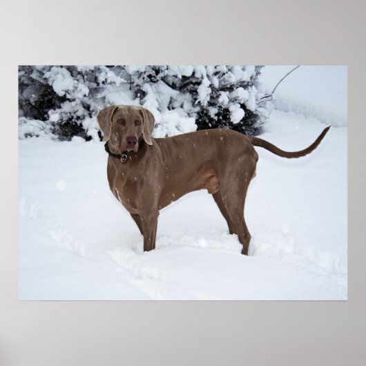 Weimaraner Mannelijke hond in de winter Poster (Voorkant)