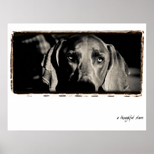 Weimaraner Nation: "A Thoughtful Stare" Poster (Voorkant)