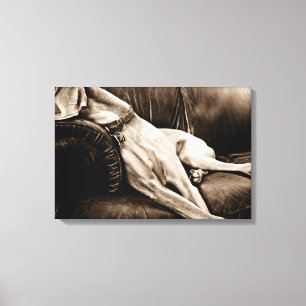 Weimaraner Nation: "De bank overnemen" Canvas Afdruk