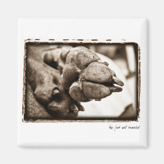 Weimaraner Nation : "De voet goed gereisd" Magneet