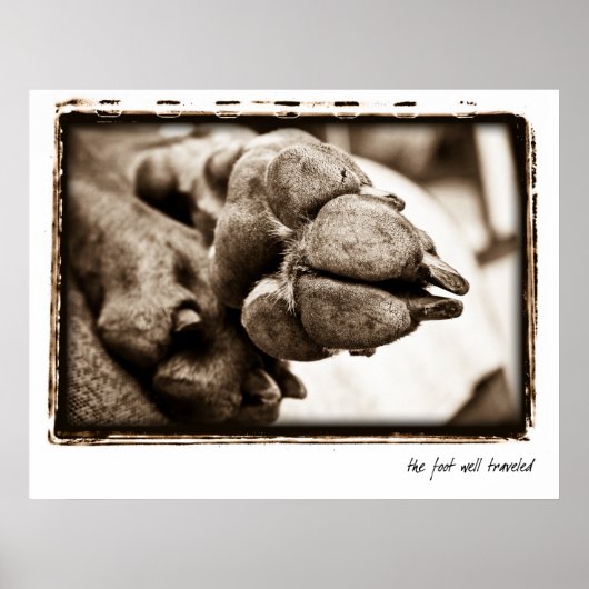 Weimaraner Nation: "De voet is goed gereisd" Poster (Voorkant)