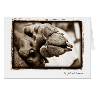 Weimaraner Nation : "De voet is goed onderweg"